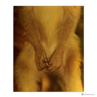 藏品(猿之態(非禮勿動))的圖片