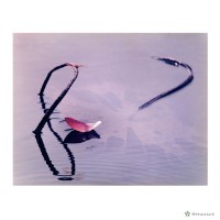 藏品(蓮花)的圖片