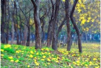 藏品(花開花落)的圖片