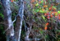 藏品(烏桕情)的圖片