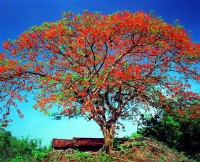 藏品(鳳凰木)的圖片