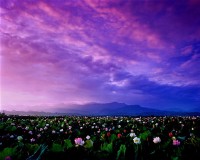 藏品(荷田)的圖片