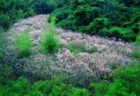藏品(菅芒花)的圖片