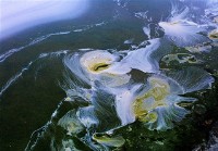 藏品(歡樂滿人間)的圖片