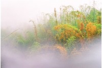 藏品(彩竹)的圖片