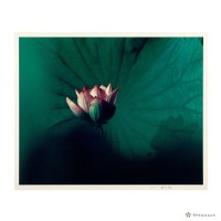 藏品(荷花)的圖片