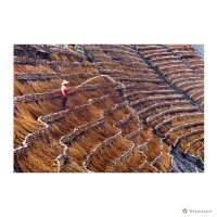 藏品(草山/線條之美)的圖片