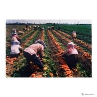 藏品(將軍鄉/豐收)的圖片