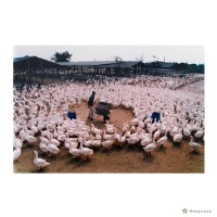 藏品(下營鄉/養鵝場風光一)的圖片