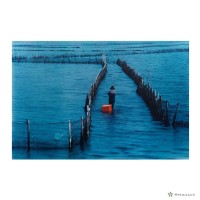 藏品(潟湖/定罟網風光)的圖片