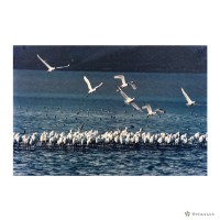 藏品(七股鄉/悠閒)的圖片