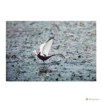 藏品(下營鄉/菱波仙子)的圖片