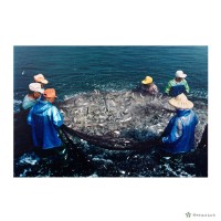 藏品(北門鄉/目魚大豐收)的圖片