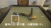藏品(鹿角化石-新竹鹿、古蝦夷鹿(中))的圖片