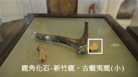 藏品(鹿角化石-新竹鹿、古蝦夷鹿(小))的圖片