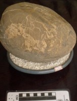 藏品(圖案石)的圖片