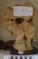 藏品(珊瑚礁岩)的圖片