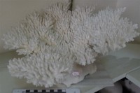 藏品(珊瑚礁岩)的圖片