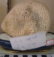 藏品(珊瑚礁岩)的圖片