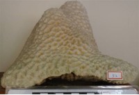 藏品(珊瑚礁岩)的圖片