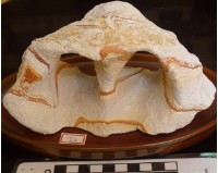 藏品(礦石)的圖片