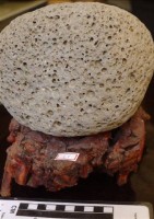 藏品(礦石)的圖片