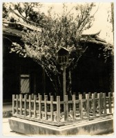 藏品(延平郡王祠後院梅樹相片	 	)的圖片