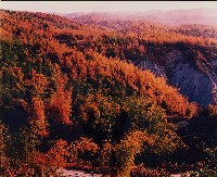 藏品(彩竹的故鄉)的圖片