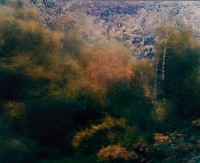 藏品(彩竹的故鄉)的圖片