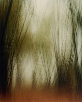 藏品(彩竹的故鄉)的圖片