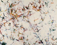 藏品(彩竹的故鄉系列-1998年3月 龍崎龍船窩)的圖片