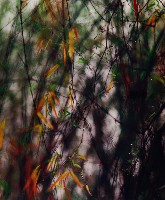 藏品(彩竹的故鄉系列-1998年3月 龍崎烏山頭)的圖片