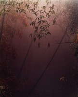 藏品(彩竹的故鄉)的圖片