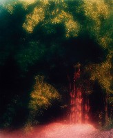 藏品(彩竹的故鄉)的圖片