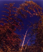 藏品(彩竹的故鄉)的圖片