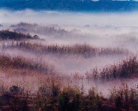 藏品(彩竹的故鄉)的圖片