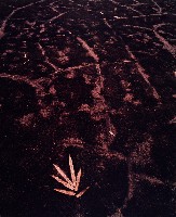 藏品(彩竹的故鄉)的圖片