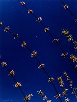 藏品(彩竹的故鄉系列-1996年10月 龍崎石槽)的圖片