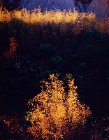 藏品(彩竹的故鄉系列-1996年3月 左鎮三丘園)的圖片