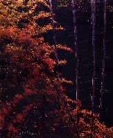 藏品(無名)的圖片