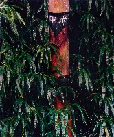 藏品(彩竹的故鄉系列-1994年7月 左鎮柑仔園)的圖片