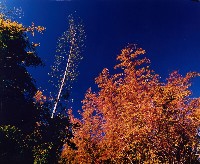 藏品(彩竹的故鄉)的圖片