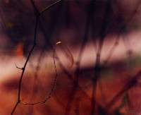 藏品(無名)的圖片