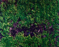 藏品(彩竹的故鄉系列-1997年6月 龍崎石梯)的圖片