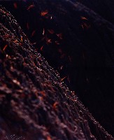 藏品(無名)的圖片