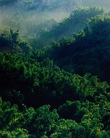 藏品(彩竹的故鄉)的圖片