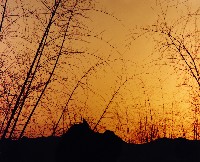 藏品(彩竹的故鄉)的圖片