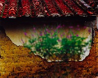 藏品(濃濃鄉土情)的圖片