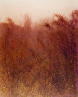 藏品(彩竹的故鄉-竹)的圖片