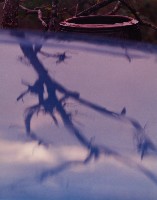 藏品(枯(3))的圖片